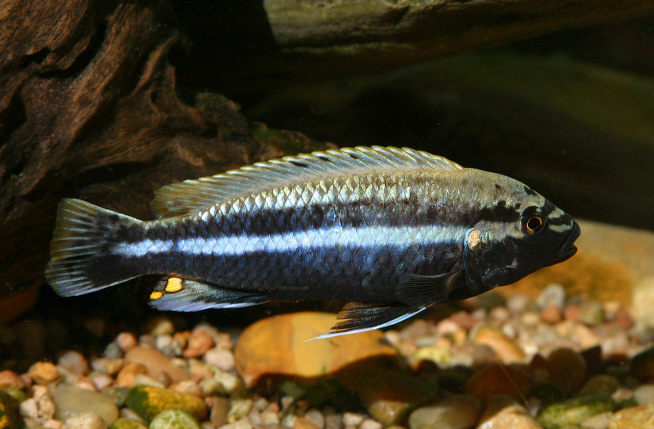 Melanochromis auratus